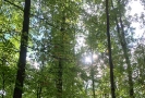  Waldspaziergang